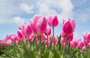 tulipan